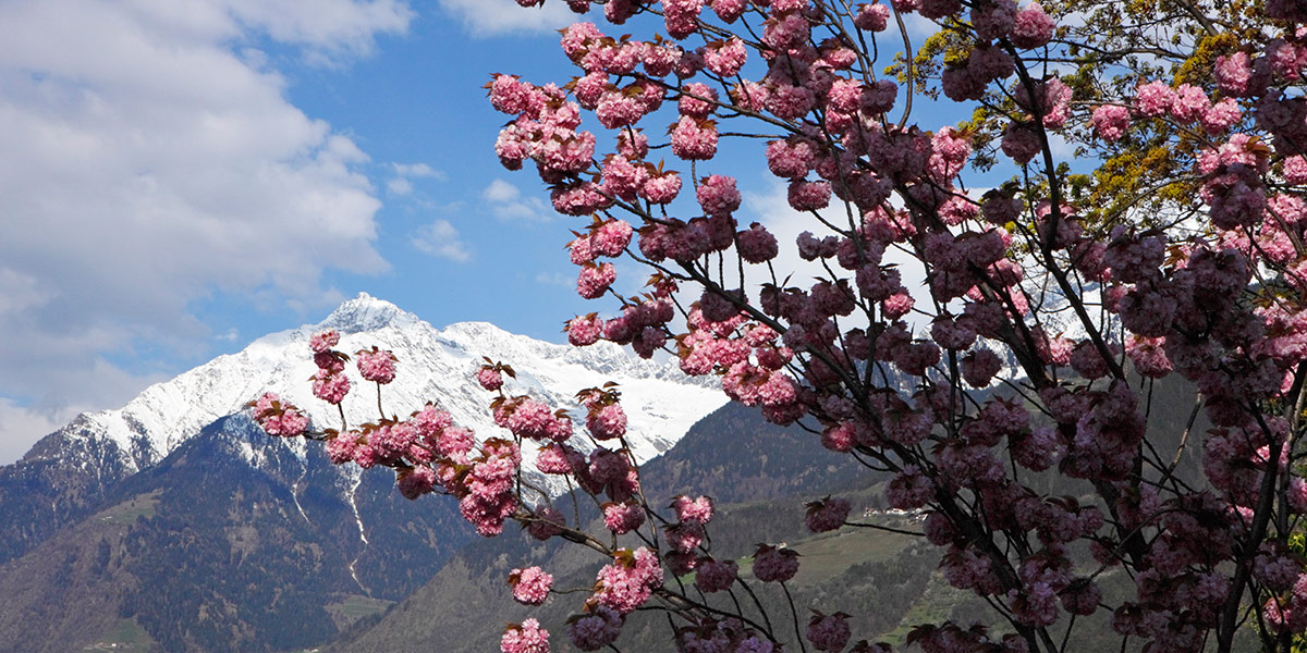 Frühling in Dorf Tirol