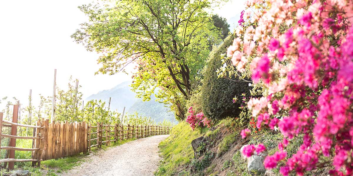 Weinweg - Dorf Tirol